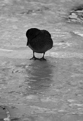 kleine Ente auf dem Eis