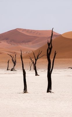 Bäume en Deadvlei, Namibia