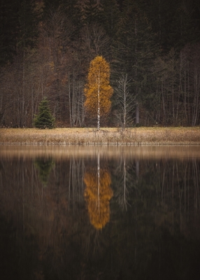 Puu syksyllä heijastuksella