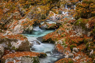 Šunik Water Grove, Slovenia