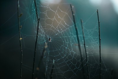Edderkoppespind i den mørke skov