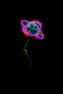 Neon rose