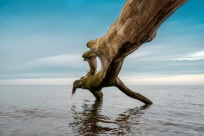 Tronc d’arbre dans la mer