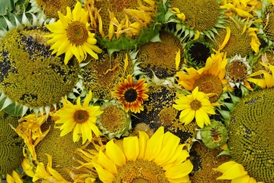 Verscheidenheid aan zonnebloemen