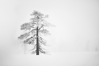 Bomen in mist