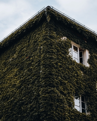 Hus täckt med murgröna