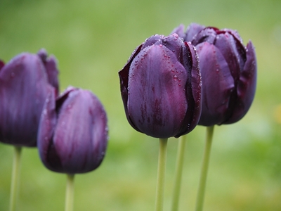 Tulipanes negros