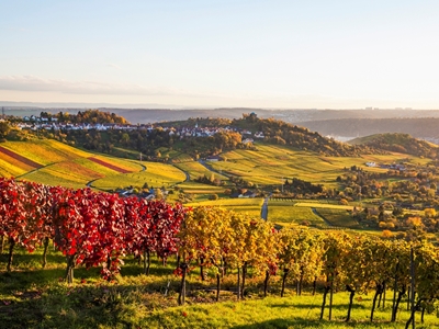 Vineyards in Stuttgart