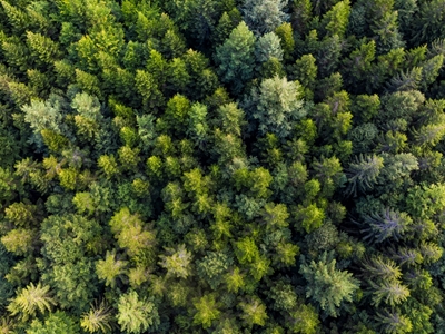 Vista aérea da floresta na Floresta Negra 