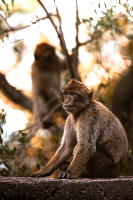 Monkey in the evening light