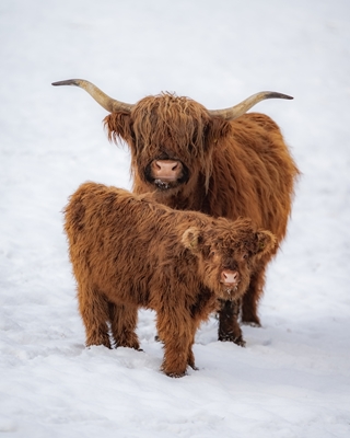 Highland cattle posters & prints by Patrick Groß - Printler