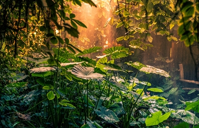 A mística da floresta tropical 