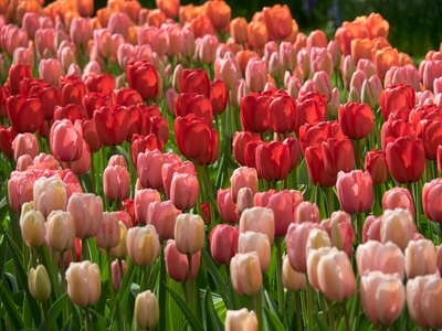 tulips, in the netherlands
