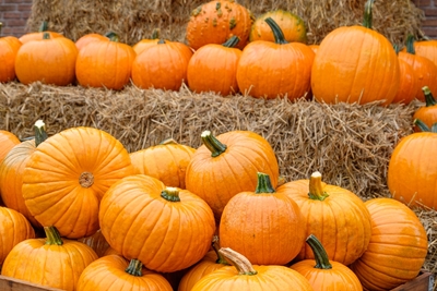 many pumpkins in germany