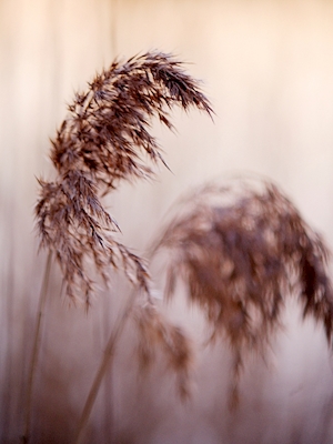 Red Reed