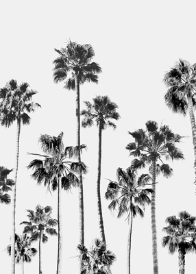 Schwarze und weiße Palmen