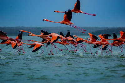 Familie af flamingoer