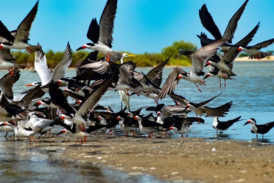 reserve of birds in Guajira