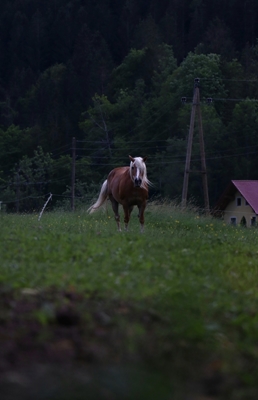 Pferd bei düsterer Atmosphäre