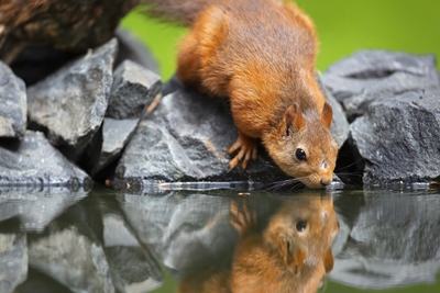 Reflection squirrel