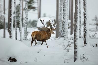 Reddeer in snow