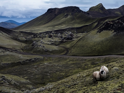 Ovelhas islandesas