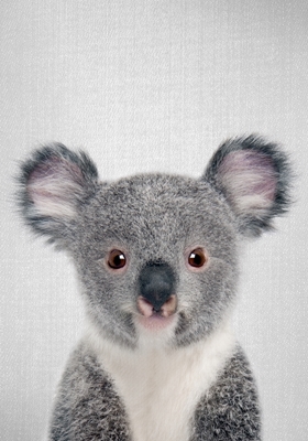 Cucciolo di koala