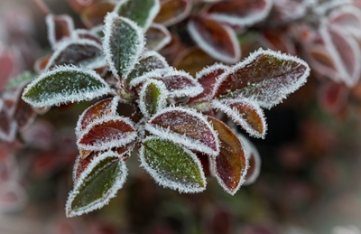 Første frost