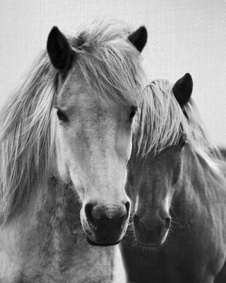 Koně v černé a bílé
