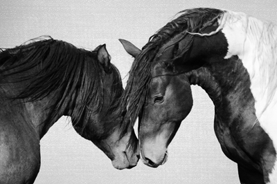 Hevoset suutelevat