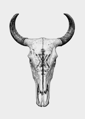 Cow Skull