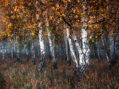 Podzimní březový les