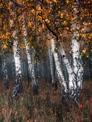 podzimní březový les II