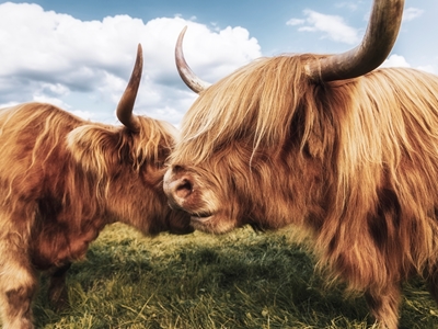 2 Scottish Highland Cattle