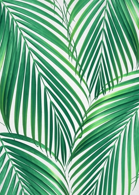 Folhas de Palmeira