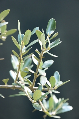Rama de olivo con pared oscura