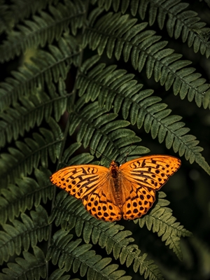 The orange Butterfly