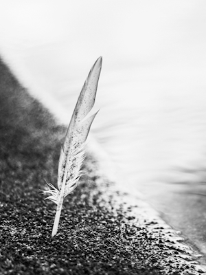 Backlit feather