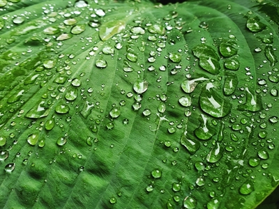 Gota de chuva na folha