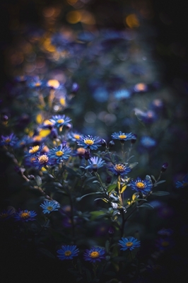 Blå blommor 