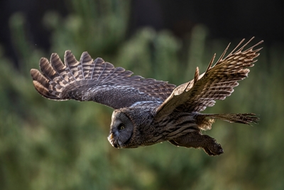 Great Grey Owl flying