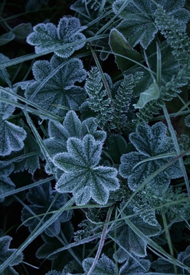 Duggdeksel dekket av frost
