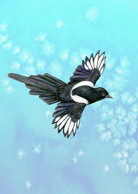 Flying magpie 
