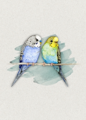  Two cute budgies watercolor
