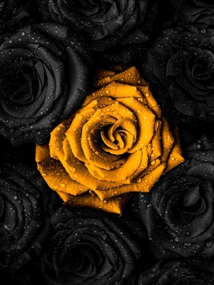 Gylden rose