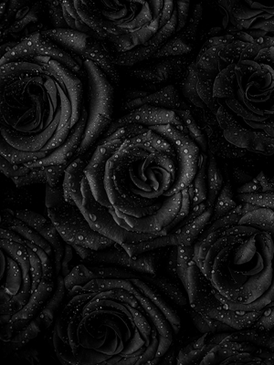 Svarta rosor