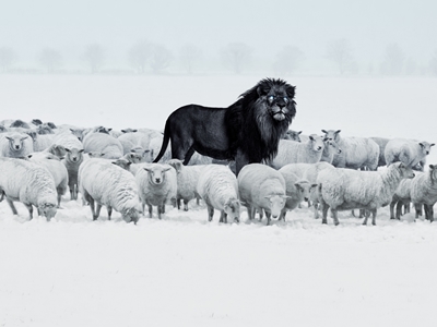 Lion among Sheep