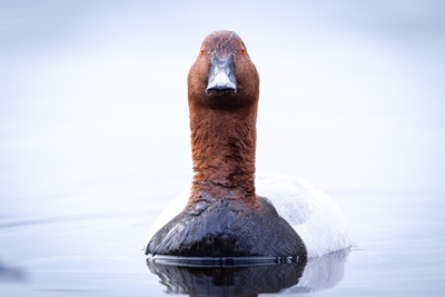 Retrato de pato marrón