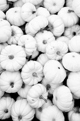 Høst i svart-hvitt