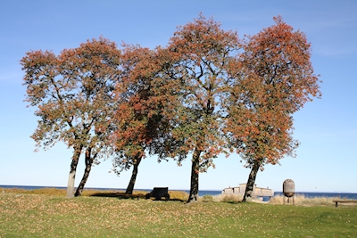 De boom van de herfst